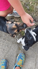 Person feeds stray dogs and puppies in Kialasur, Abkhazia