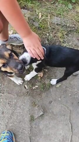 Two children's feet, one in blue, yellow, and orange sneakers and the other in grey sneakers, are visible on a light grey concrete or dirt ground. Two puppies are playing in the center of the frame. One puppy, predominantly black with tan accents on its face and white paws, is seen wrestling with another puppy. This second puppy is black with distinct white markings on its face, chest, and paws. A child's hand, partially obscured by a pink sleeve, is seen interacting with the puppies, seemingly petting or holding one, as they playfully bite and nudge each other. A small patch of green grass is visible in the upper right background.