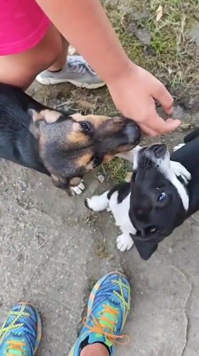 Person feeds stray dogs and puppies in Kialasur, Abkhazia