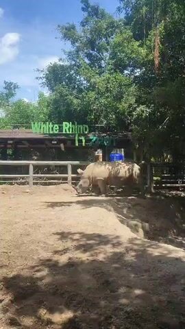The video shows a white rhino in an enclosure at a zoo. The rhino is large, with a gray hide and two horns. It is walking slowly across a dirt area. Behind the rhino is a wooden fence and a sign that reads "White Rhino" in green letters. There are trees and foliage in the background, and the sky is blue with some clouds.