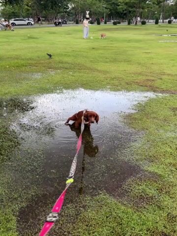 A brown dog with a white harness is standing in a puddle of water on a grassy field. The dog is drinking from the puddle. A pink and white leash is attached to the dog's harness and trails out of the frame. In the background, a person in a light-colored outfit is standing in the field with a small dog. Other people and vehicles are visible in the distance, along with trees and streetlights. The ground is wet and appears to be a park or open grassy area.