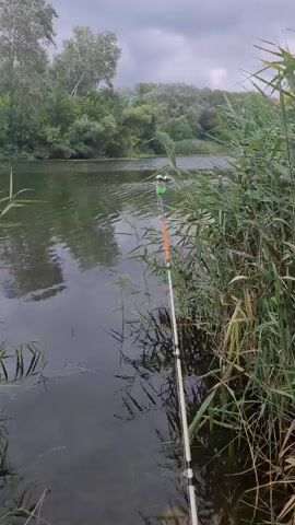 This is a first-person perspective video of someone fishing on a river in Potoky, Ukraine. The scene is dominated by the calm, dark water of the river on the left and tall, green reeds on the right. A fishing rod is held in the foreground, its tip extending over the water. The rod is white with black and orange markings near the tip, and a green and white float is visible. The water is slightly rippled, and reflections of the surrounding trees are visible. The background shows a dense line of trees with lush green foliage lining the opposite bank of the river. The sky is overcast, suggesting a cloudy or potentially rainy day. The overall atmosphere is peaceful and serene, indicative of a quiet day spent fishing. There is no visible text in the video.