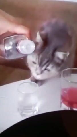 A hand pours a clear liquid from a clear bottle into a small glass. A grey tabby cat watches. A glass filled with a pink liquid is also on the table. The table appears to be white.