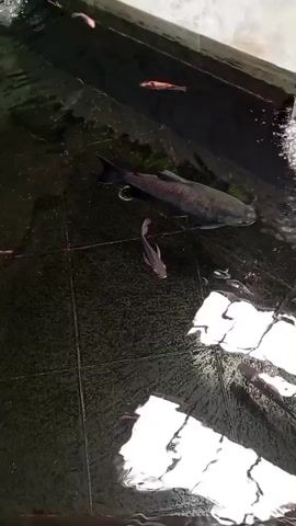 A school of fish swims in a shallow pool with a waterfall flowing in. The water is dark and murky. The fish are mostly small, but there is one larger fish in the middle of the frame. The pool appears to be made of dark tiles, and there is a concrete edge around the pool. Sunlight reflects off the surface of the water, creating bright, irregular patterns.