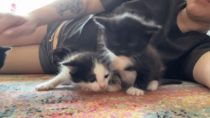 Person sits with three kittens in Russian town
