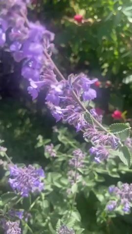 A close-up video shows purple flowers in a garden. The flowers are on a branch and some are in focus while others are blurred. The background is green and also blurred. There is sunlight in the video.