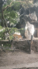 Tiger observed in zoo enclosure at Bang Phra facility