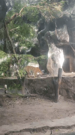 Tiger observed in zoo enclosure at Bang Phra facility