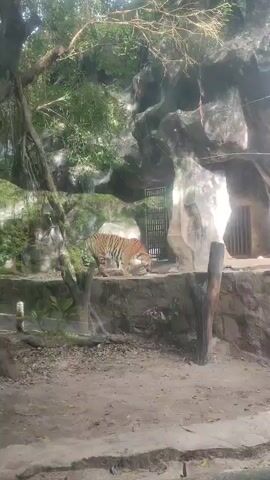 The video shows a tiger in an enclosure at what appears to be a zoo. The tiger is walking along a raised, rocky platform. Behind the platform is a large, artificial rock formation with a gated entrance. There are trees and foliage in the background. The ground in front of the platform is dirt and fallen leaves. The video appears to be taken through a glass barrier.