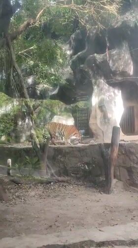 Tiger observed in zoo enclosure at Bang Phra facility
