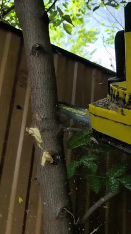 A close-up shot shows a yellow chainsaw being used to cut a tree branch. Sawdust flies through the air as the chain saws through the wood. The tree trunk is in the foreground, and a wooden fence is visible in the background. The leaves of the tree are green and appear to be in good health. The sky is visible through the leaves, suggesting it is daytime.