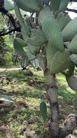 The video shows a close-up view of a large cactus plant with flat, paddle-shaped pads covered in spines. In the background, a person is standing on a path, facing away from the camera. The environment appears to be a garden or park with other plants, including agave plants, visible. The lighting suggests it is daytime. The camera movement is smooth, panning across the plants and eventually showing the person in the distance.
