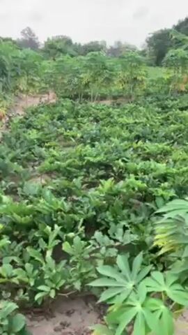 The video shows a field of green plants. The plants are arranged in rows, and the soil between the rows is visible. In the background, there are taller trees and plants. The video appears to have been taken during daylight.
