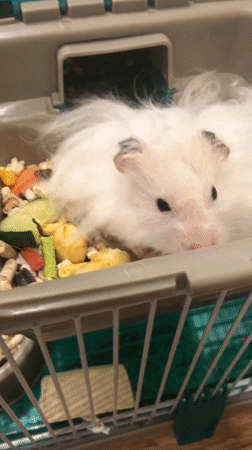 Solikamsk hamster doing hamster things for an hour