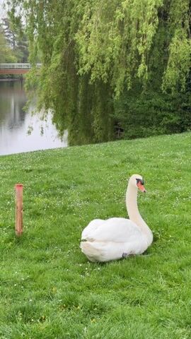 The video shows a white swan sitting on a grassy lawn dotted with small white flowers. Behind the swan is a weeping willow tree with green foliage, partially obscuring a calm river and a distant bridge. A wooden post with a red top is located to the left of the swan. The swan is preening its feathers.