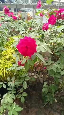 The video shows a close-up of a bush with red roses. The camera focuses on a large red rose in the center of the frame, with several smaller red roses and green leaves surrounding it. The background is blurred, but appears to be an outdoor setting with a fence and possibly buildings. The lighting is natural and the overall scene is peaceful and serene.