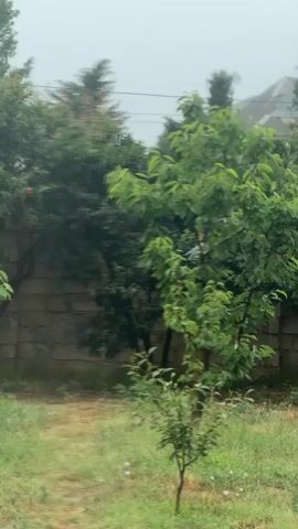 The video shows a courtyard in front of a stone wall with trees and grass. The weather appears to be overcast and possibly raining, as the lighting is dim and the leaves on the trees are wet. The focus is on the trees and the overall outdoor environment.