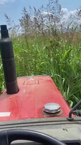 A first-person perspective video shows the view from a red tractor driving through tall green grass. The exhaust pipe of the tractor is visible on the left, and the fuel cap is on the top right. The dashboard of the tractor is in the foreground, with a steering wheel. In the background, there is a field of tall grass and some trees on a hill under a cloudy sky. The tractor is moving forward, indicated by the shaking camera and the movement of the grass.