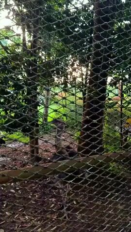 A shaky, horizontal, medium shot video captures a dimly lit, outdoor scene viewed through a diamond-patterned wire fence. The fence is in focus in the foreground, with a blurred wooden beam running horizontally across it near the bottom. Beyond the fence, trees with lush green foliage form a dense backdrop. Sunlight filters through the trees, creating a dappled effect and illuminating some areas. The ground appears to be covered with dirt and fallen leaves. In the middle ground, a path or clearing is visible, with some shadows and lighter patches. It is difficult to discern any specific objects or individuals with clarity due to the low light and the fence obstruction. The overall impression is of a natural, possibly wooded or park-like environment, observed from a confined perspective.