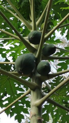 A close-up, low-angle shot shows several unripe papayas hanging from a tree branch. The papayas are green and oval-shaped. The tree has large, green, serrated leaves and a thick, light-colored trunk and branches. The background is blurred, but appears to be sky and more foliage. The camera is static.