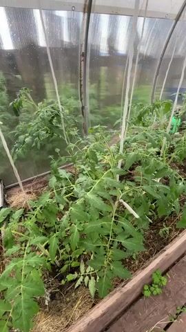 The video shows the interior of a greenhouse with rows of tomato plants growing in raised beds. The plants are green and leafy, with some appearing to have small yellow flowers or developing fruits. The greenhouse structure is made of translucent material supported by metal poles. The ground inside the greenhouse is covered with mulch and straw. Wooden planks form the edges of the raised beds. The overall impression is of a garden or nursery setting dedicated to growing tomatoes.