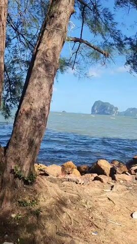 A static shot captures a coastal scene with a large tree in the foreground. The tree's trunk is on the left, with its branches and needles extending across the top of the frame. In the middle ground, a body of water, appearing as a mix of blue and murky green, reflects the sky. The water exhibits gentle waves. The shoreline is characterized by a rocky border of reddish-brown stones, with some sand and dried leaves visible on the ground. In the distance, several islands with lush green vegetation rise from the water, and the sky is clear blue with a few scattered clouds.