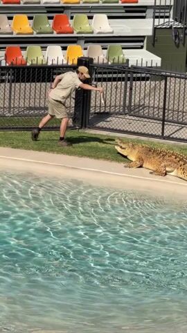 A male zoo keeper in khaki uniform is standing at the edge of a pool, extending a piece of fish to a large crocodile on the grass. The crocodile is facing the keeper and appears to be reaching for the fish. Behind the keeper and the crocodile is a black metal fence and bleachers with colorful seats. The pool of water is clear and blue.