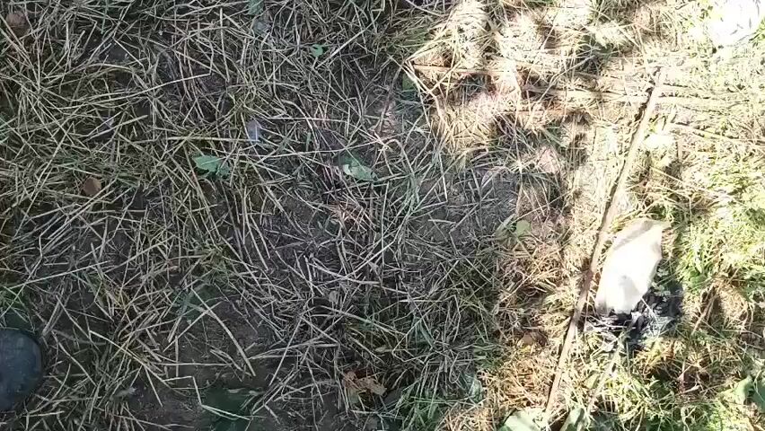 The video opens with a view of dry grass and some scattered leaves on the ground. A thin stick lies horizontally in the upper right portion of the frame. To the right of the stick, a crumpled piece of white plastic is visible on the ground, next to a small pile of dark debris. The camera then pans slightly to the right, revealing more green grass and foliage. A dark-colored animal's hindquarters are visible, and the camera continues to move, bringing into view the head of a young moose. The moose has a halter around its head, secured with a rope. The animal's ears are pointed upwards, and it appears to be lying down on the grassy ground. The sun casts shadows through the foliage, indicating an outdoor setting.