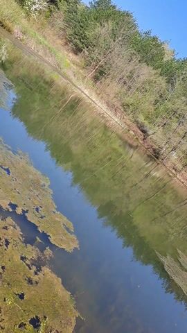 The video shows a still shot of a serene pond with algae floating on the surface. The water reflects the surrounding forest and the clear blue sky. The trees along the bank of the pond are lush and green, with a few blooming white. The camera remains stationary, focusing on the tranquil scene.
