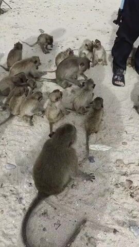 The video shows a group of monkeys on a sandy beach. The monkeys are of various sizes and ages, and they are clustered together. Some of the monkeys are sitting, while others are standing or walking. In the background, a person's legs are visible, wearing dark pants and shoes. The person appears to be standing near the monkeys, and it is unclear if they are interacting with them. The beach appears to be lightly covered with sand and small pebbles. The lighting suggests it is either early morning or late evening.
