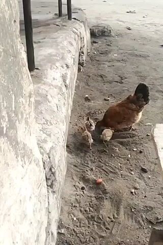 A hen and three chicks are on sandy soil next to a cement wall. The hen is brown with a dark tail and is pecking at the ground. The chicks are small and pale. There are some pieces of food on the ground. Behind the wall are metal poles.