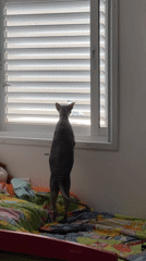 Sphynx cat explores a Netanya bedroom, window-watching