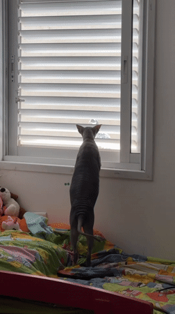 Sphynx cat explores a Netanya bedroom, window-watching