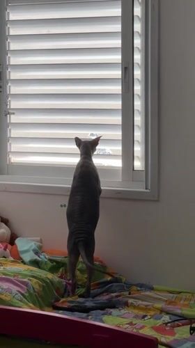 Sphynx cat explores a Netanya bedroom, window-watching