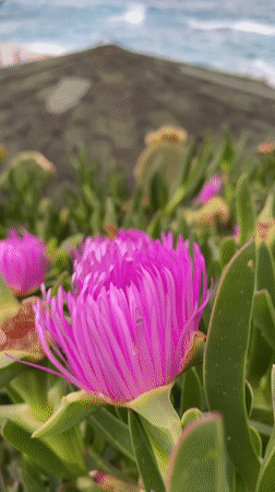 Spring coastal scenes documented in Prijevor, Montenegro