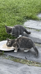 Cats eating, grooming, and roaming a Zvenigorod garden