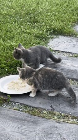 Cats eating, grooming, and roaming a Zvenigorod garden