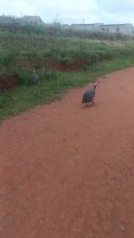 Two guinea fowls are visible in the video. One is near a grassy area, partially obscured. The other is on a red dirt road. The camera follows the fowl on the road as it walks away. The background includes a grassy bank, some distant buildings, and an overcast sky.