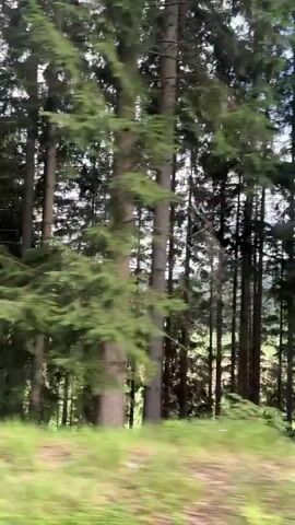 This is a video taken from a moving vehicle looking out at a forest. The trees are tall and dense with a mix of evergreen and deciduous trees. The ground is covered in grass and some wildflowers. The camera is moving from left to right, giving the impression of driving through the forest. The lighting suggests it is daytime, possibly overcast or with dappled sunlight filtering through the trees. There are no people visible in the video.