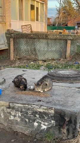 The video shows two cats eating dry food on a concrete surface outside of a building. One cat is grey and brown tabby, and the other is darker, appearing almost black. They are eating from a pile of dry food that spills out around a small metal bowl. The cats are close together but not interacting. Behind the cats is a wooden structure with wire mesh. The background includes a brick building with windows and a partial view of a fence and trees. The area around the concrete surface appears to be a yard with some grass and scattered debris. The light suggests it is either early morning or late afternoon.