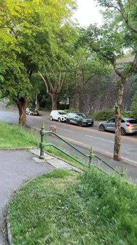 The video shows a view from above, looking down at a street with parked cars on the right side. A green, metal railing runs along the side of a set of stone steps. The camera pans to the right and down the steps. The surroundings are green with trees and grass. The weather appears to be overcast.