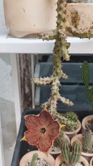 Star-shaped cactus flower blooms in Bangkok garden