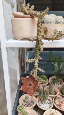 Star-shaped cactus flower blooms in Bangkok garden
