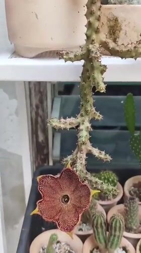 Star-shaped cactus flower blooms in Bangkok garden