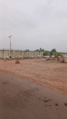 The video shows a dusty, reddish-brown field with a herd of white cattle grazing. The field is bordered by a long, concrete wall topped with barbed wire. A few small trees and bushes are scattered across the field. A black paved road runs along the left side of the frame. The sky is overcast, and a few branches of a tree hang into the shot from the right side.