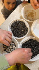 Sunflower seeds arranged in bowls observed in Russian village