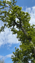 Tree photographed against blue sky in Sochi, Russia