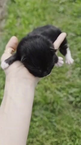 A close-up video shows a person's hand holding a very young, black and white kitten outdoors on a grassy area. The kitten appears to be entirely black with white paws. The hand is open, cradling the kitten, which is lying on its side. The background is out of focus, showing green grass with some small white flowers or plant details. The lighting suggests it is daytime. There is no sound in the video.