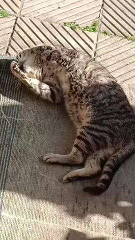A tabby cat is lying on its side on a gray surface, grooming itself with its paw. The cat is positioned near a section of geometrically patterned tiles with some small patches of green vegetation visible between the tiles. The scene is lit with sunlight, creating shadows on the gray surface.