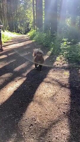 A brown dog with a fluffy tail walks on a dirt path in a sun-dappled forest. The dog is wearing a pink harness and is attached to a leash. Sunlight filters through the trees, casting long shadows on the path. The dog looks towards the camera with its tongue slightly out.